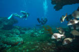 Five tips for scuba diving in Fernando de Noronha