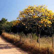 Visiting the Brazilian Cerrado