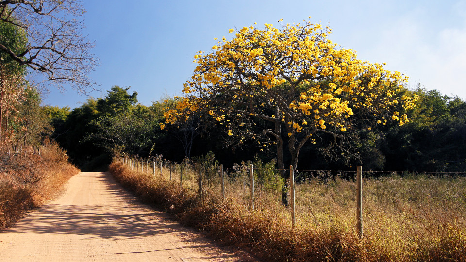 Conhecendo o Cerrado brasileiro